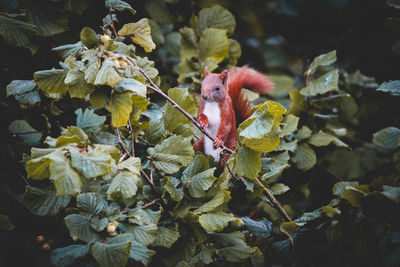 Dreamy squirrel looking out of a hazelnut tree