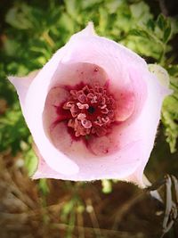 Close-up of pink flower