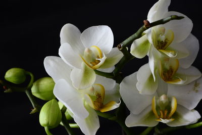 Close-up of flowers against black background