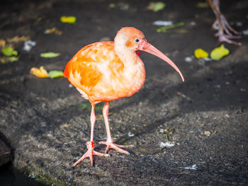 Close-up of bird perching on a lake