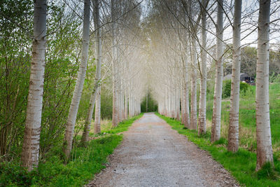 Dirt road amidst trees in forest