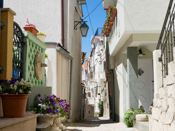 Potted plants on alley amidst buildings