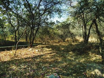 Trees in forest