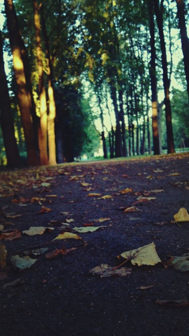 tree, forest, leaf, the way forward, autumn, tree trunk, tranquility, nature, change, woodland, tranquil scene, fallen, surface level, road, diminishing perspective, growth, vanishing point, season, sunlight, beauty in nature