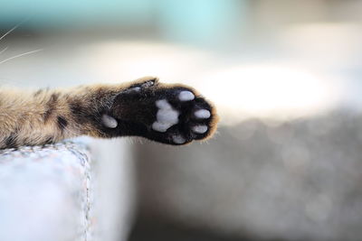 Cropped image of cat paw on footpath