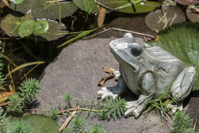 High angle view of frog statue on rock