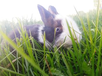 Portrait of rabbit on field