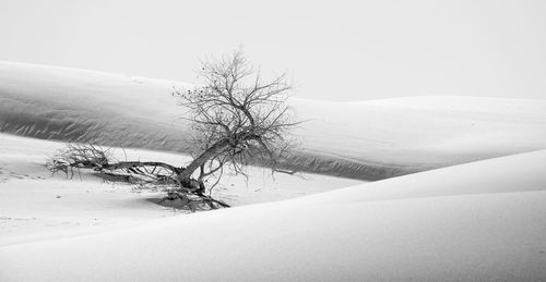 Bare tree on snow covered landscape against sky