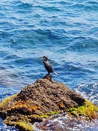 High angle view of bird perching on rock