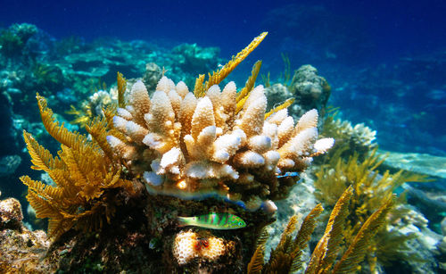 Close-up of coral in sea