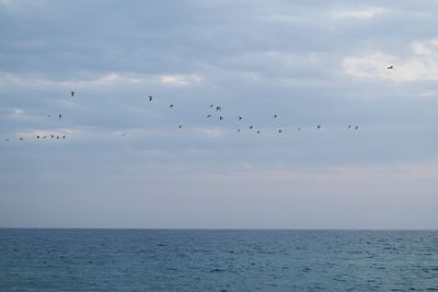 Birds flying over sea