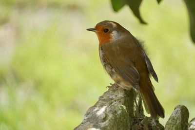 Close-up of bird perching on branch