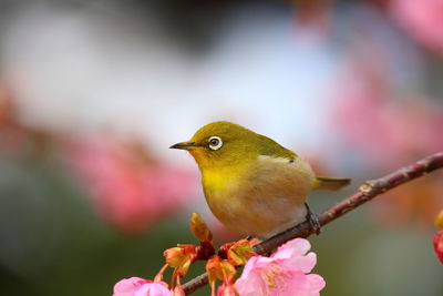 Close-up of bird perching on plant