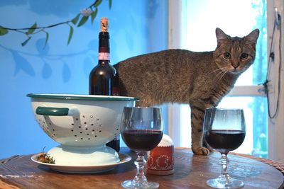 Close-up of cat on table