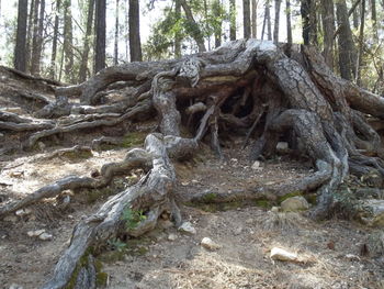 Dead tree in forest