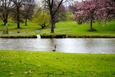 View of birds in lake