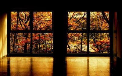 Reflection of trees on glass window