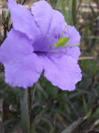 Close-up of purple flowering plant