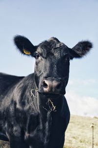 Portrait of cow