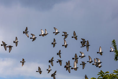 Low angle view of birds flying in sky