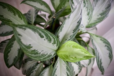 Close-up of plant