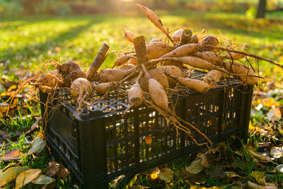 Lifted and washed dahlia tubers drying in afternoon autumn sun before storage for winter.