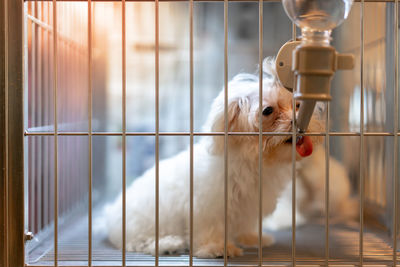 Dog standing in cage