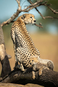 View of cheetah with cub on tree trunk