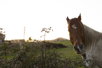 View of a horse on field against the sky