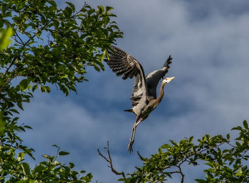 Low angle view of bird flying against sky