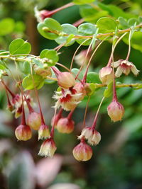 Close-up of flowering plants