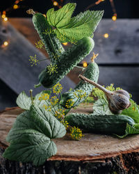 Close-up of potted plant