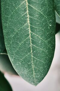 Macro shot of green leaf