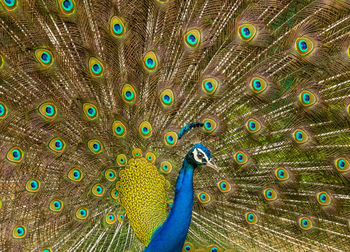 Full frame shot of peacock