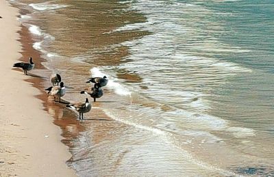 High angle view of birds swimming in sea