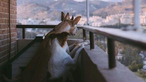 Horse looking through window