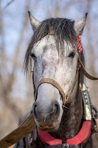 Close-up of a horse