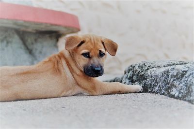 Close-up portrait of dog relaxing on floor