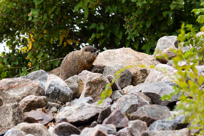 Groundhog perched on pile of rocks with trees in the background.