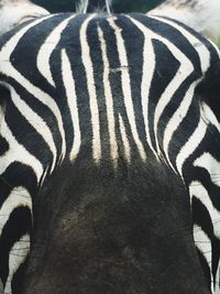 Close-up of zebra