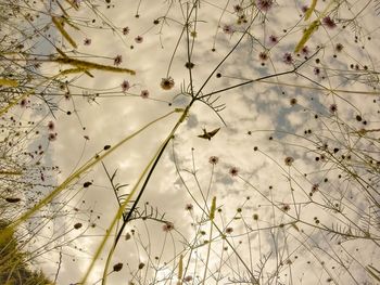 Close-up of flowering plant against sky
