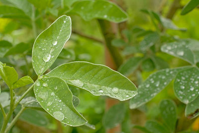 Close-up of raindrops on leaves