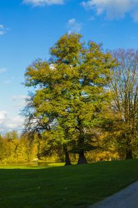 Scenic view of grassy field against sky