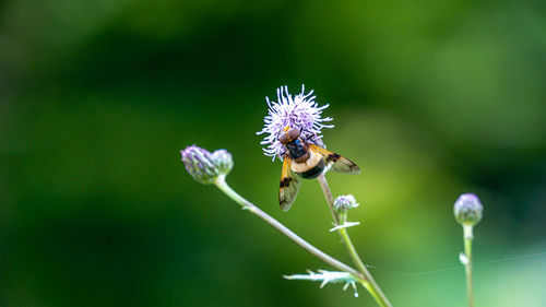 Close-up of bee on purple flower