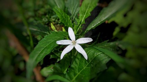 Close-up of water drops on white flower