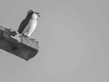 Low angle view of bird perching on wood against sky