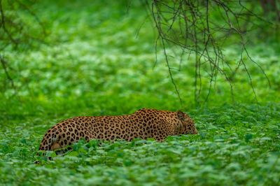 View of a cat on grass