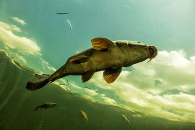 Close-up of fish swimming in sea