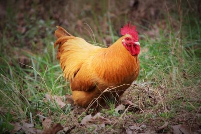 Close-up of hen on grassy field