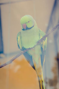 Close-up of parrot on branch